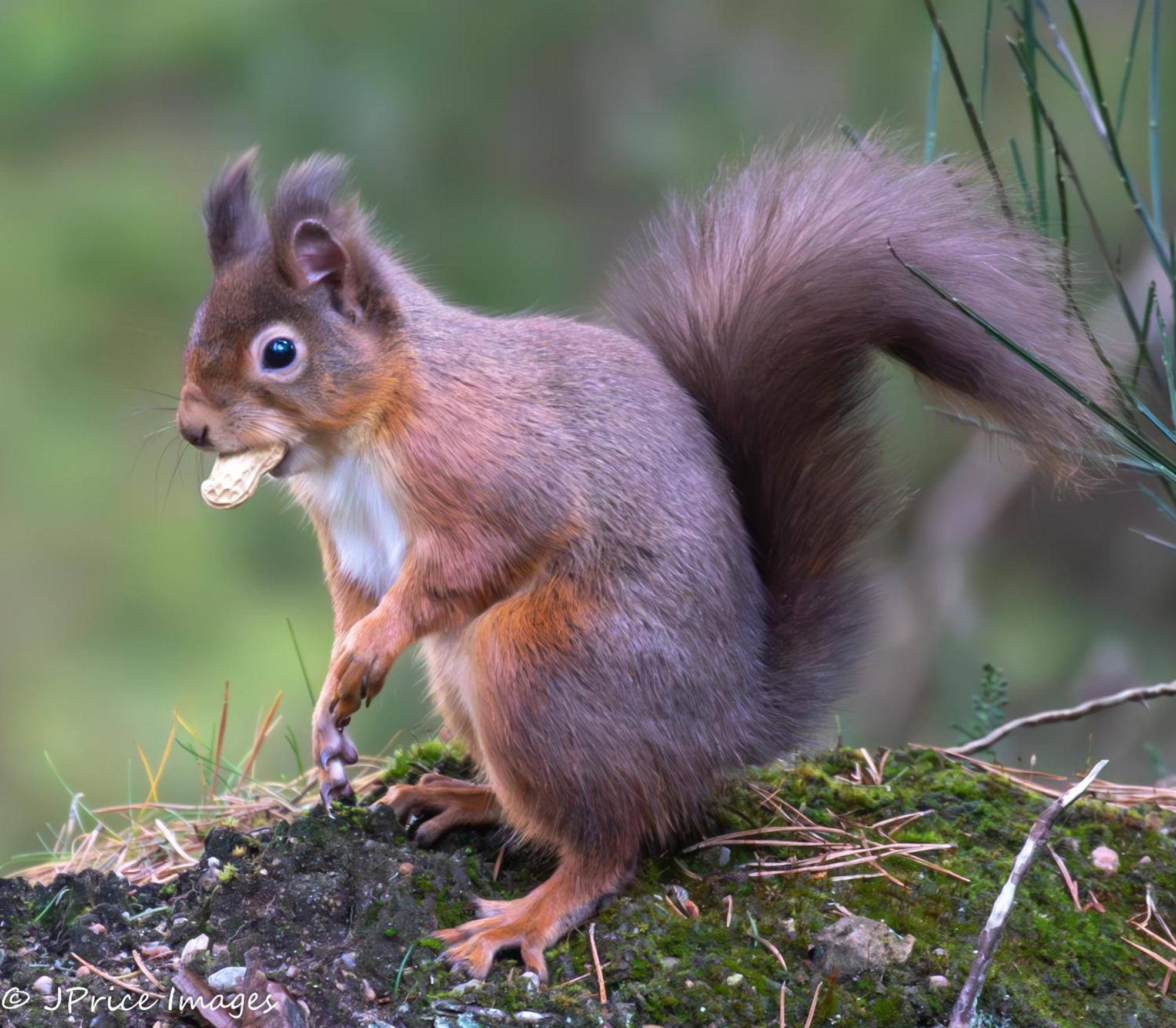 Cairngorm Lodges Aboyne Zewnętrze zdjęcie